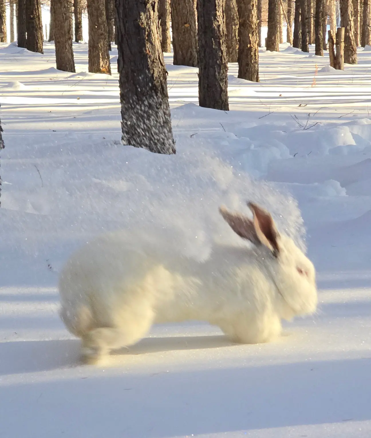 iPhone Pro Max Sample