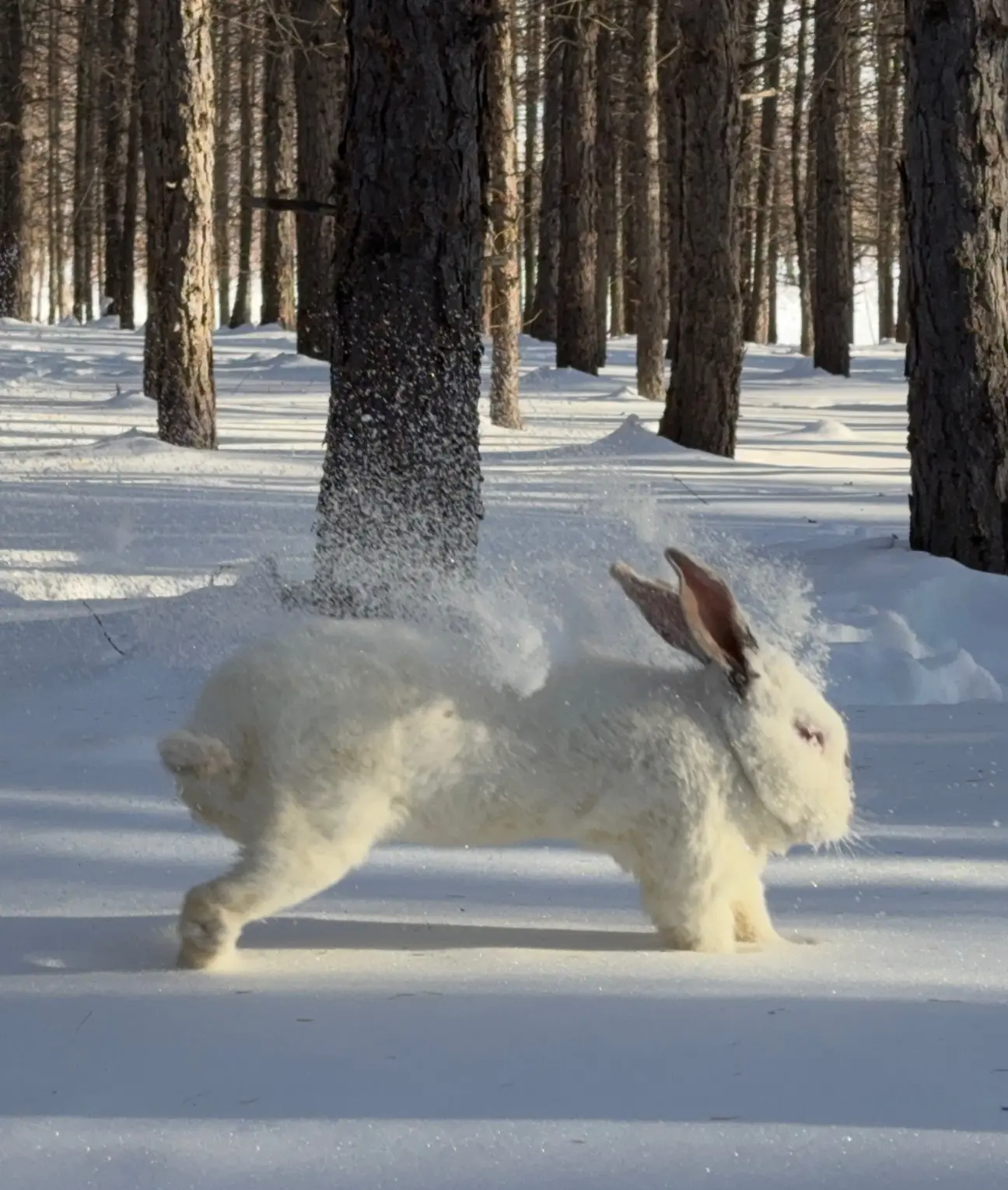 Samsung S25 Ultra Sample