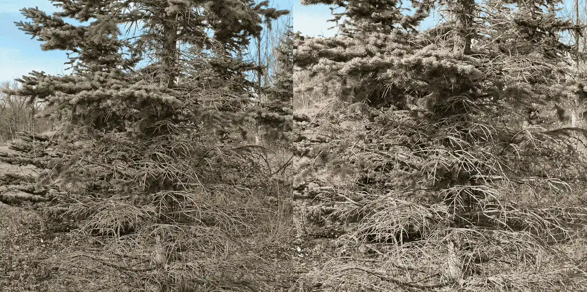 iPhone 17 or OnePlus 15 Which Is Better In 2026