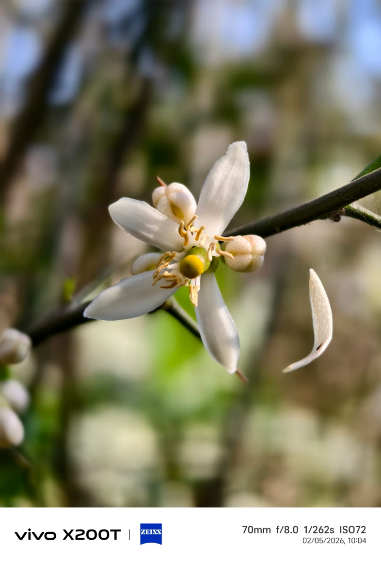 Vivo X200T Camera Sample