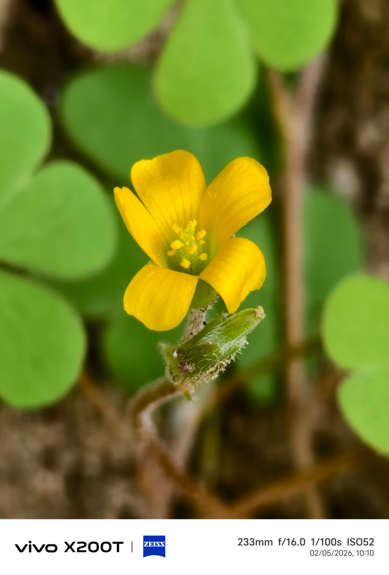 Vivo X200T Camera Sample